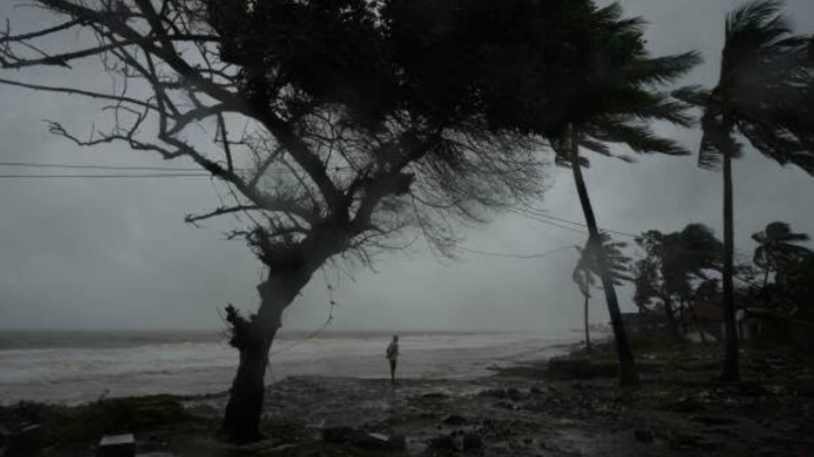 A lone person stands on a storm-battered beach as strong winds bend coconut trees and a large tree during a cyclone, with dark grey skies and rough sea waves in the background.